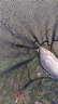 狂浪青顆粒新款青魚(yú)餌料果味掛鉤窩料小藥狂狼青黑坑草魚(yú)專用魚(yú)餌 狂浪青【果味】 2包（1350g*2） 曬單實(shí)拍圖