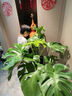 花行榜大型綠植物客廳室內盆栽花卉大葉龜背竹0.8-1.0m圓柱盆源頭直發(fā) 曬單實(shí)拍圖