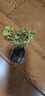 綠色羽衣甘藍苗觀(guān)賞食用粉紫羽衣甘藍苗陽(yáng)臺小院四季盆栽耐熱耐寒 (吃不敗)羽衣甘藍苗3棵試種+宋1 曬單實(shí)拍圖