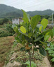 景琳涵菠蘿蜜樹(shù)樹(shù)苗嫁接果樹(shù)果苗四季水果苗室內外庭院盆栽種苗耐寒榴蓮 馬來(lái)西亞1號黃肉菠蘿蜜1棵（30-40cm） 曬單實(shí)拍圖