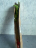 桂花樹(shù)苗盆栽室內四季桂花卉植物金桂丹桂庭院大樹(shù)濃香型綠植開(kāi)花 四季桂花70-90cm-多分叉【原土球發(fā)貨】 曬單實(shí)拍圖