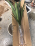 特級濃香型企黑蘭花國蘭客廳四季好養盆栽綠植物國花高端送禮物 高度40cm冠幅15cm特級精品蘭花 5苗裸根發(fā)貨 曬單實(shí)拍圖