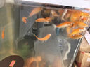 魚缸清洗神器魚缸水質(zhì)凈化劑魚缸凈水劑50年不換水去綠去黃水神器 買三贈二【不傷魚水立清神器】五瓶裝 曬單實拍圖