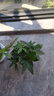 花翁招財(cái)好運(yùn)盆景綠植盆栽A級大盆三桿發(fā)財(cái)樹（極簡豎紋盆）源頭直發(fā) 曬單實(shí)拍圖