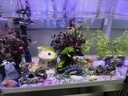 魚缸蘑菇屋擺件陶罐躲避洞創(chuàng)意陶瓷套餐裝飾屋造景蝦窩蝦罐躲避屋 【小蘑菇+小蝦屋】組合 曬單實(shí)拍圖