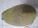 云南黃肉菠蘿蜜整個(gè)【京東快遞包郵】新鮮現摘現發(fā)爆甜當季水果 菠蘿蜜18-22斤 曬單實(shí)拍圖