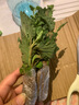 種花迷菊花盆栽植物開花大菊花帶花苞乒乓菊長壽花盆栽植花卉 龍爪菊（ 混色龍爪菊（苗5棵） 曬單實拍圖