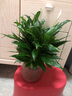 【熱銷款】白掌一帆風(fēng)順盆栽水培植物室內(nèi)花綠植紅掌發(fā)財樹吸甲醛 特級白掌10-12株帶花【基地原盆原土】 曬單實(shí)拍圖