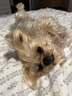 穎特約克夏梳子梳毛專用開結(jié)幼犬狗狗馬爾濟(jì)斯寵物長毛犬去除跳蚤排梳 疏密排梳【電鍍彩色】小號(hào) 曬單實(shí)拍圖