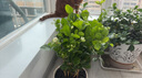 茉莉花盆栽帶花苞室內(nèi)客廳水培梔子花苗陽臺四季濃香驅(qū)蚊花卉植物 【老樁帶花苞】精品茉莉6年苗11-15棵（無盆） 曬單實(shí)拍圖