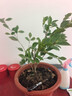 茶梅花苗盆栽花卉室內綠植物四季好養月季花桂花樹(shù)苗庭院盆景植物 茶梅苗冠幅15cm高30cm-40cm1棵 不含盆/送1包肥料 曬單實(shí)拍圖