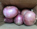 京鮮生 河南紫皮洋蔥帶皮 凈重5斤 單果300g+ 新鮮蔬菜源頭直發(fā) 曬單實(shí)拍圖