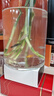 瑪麗魚(yú)胎生魚(yú)皮球月光魚(yú)小型魚(yú)活體熱帶觀(guān)賞魚(yú)米奇魚(yú)孔雀魚(yú)耐養 瑪麗魚(yú)10條含2條備損 曬單實(shí)拍圖