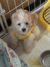 喵然心動(dòng)【視頻選寵】 小狗幼犬純種寵物狗狗活幼體小狗寵舍直發(fā) 寵物級 【泰迪】 曬單實(shí)拍圖