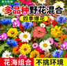 斡爾牧場(chǎng)野花組合花卉種子四季播種開(kāi)花種籽花種子 曬單實(shí)拍圖