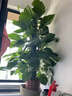 愛(ài)優(yōu)尚大葉綠蘿柱盆栽客廳大型綠植辦公室內除甲醛凈化空氣綠籮源頭直發(fā) 曬單實(shí)拍圖