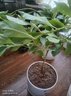 茉莉花群生茉莉雙色茉莉花苗盆栽四季濃香型室內外盆栽鴛鴦茉莉花 雙色茉莉+加侖盆 曬單實(shí)拍圖
