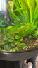 紅綠燈魚(yú)燈科魚(yú)孔雀魚(yú)熱帶觀(guān)賞魚(yú)淡水寶蓮燈魚(yú)活體斑馬魚(yú)群游魚(yú) 1.5-2cm 紅綠燈50條+10備損 曬單實(shí)拍圖