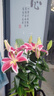 御春閣一盆3棵 香水百合帶花苞 年宵花卉 百合盆栽 室內帶花盆栽 百合苗 原盆軟塑料盆帶盆帶土帶花苞發(fā)貨 曬單實(shí)拍圖