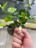 茉莉花苗盆栽帶花苞九里香老樁花卉植物室內(nèi)濃香四季開花好養(yǎng) 大份茉莉花【4-6顆】花苞飽滿 曬單實拍圖