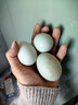 鴨蛋新鮮生鴨蛋土鴨蛋農(nóng)家散養(yǎng)綠殼青皮鴨蛋整箱批發(fā) 10枚 50g-60g 曬單實拍圖
