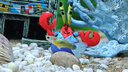 孔雀魚(yú)精品純種魚(yú)苗觀(guān)賞魚(yú)金魚(yú)熱帶小型淡水好養耐活斑馬鳳尾小魚(yú) 精品孔雀隨機1對送1對備損 曬單實(shí)拍圖