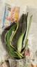 蝴蝶蘭盆栽帶花劍四季開花客廳室內(nèi)蘭花大苗桌面無花苞花好養(yǎng)易活 光芒---【包開花】送營養(yǎng)液2包 帶2支花劍 曬單實(shí)拍圖