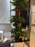 大型綠植物花卉盆栽辦公室內(nèi)天堂鳥金錢發(fā)財(cái)樹綠蘿龜背竹喬遷送禮 三層幸福樹1.5-1.7m[菱形樹脂盆] 曬單實(shí)拍圖