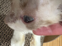 普安特寵物貓咪眼藥水狗狗硫酸新霉素滴眼液結膜炎流眼淚消炎殺菌貝朗明 曬單實(shí)拍圖