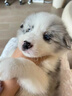 純種隕石邊牧幼犬邊境牧羊犬活體七白三通黑白金邊中型犬寵物小狗 血統(tǒng)級(jí) 隕石色 公 曬單實(shí)拍圖