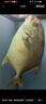 環(huán)球水產(chǎn)南海大規(guī)格金鯧魚550g1條 BAP認證 海魚 生鮮魚類 火鍋 海鮮水產(chǎn) 曬單實拍圖