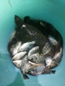 小鳳仙高亮夜光漂L-DL咬鉤變色浮漂日夜兩用高靈敏魚(yú)漂醒目野釣電子漂 曬單實(shí)拍圖