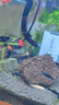 瑪麗魚(yú)胎生魚(yú)皮球月光魚(yú)小型魚(yú)活體熱帶觀(guān)賞魚(yú)米奇魚(yú)孔雀魚(yú)耐養 瑪麗魚(yú)30條含6條備損 曬單實(shí)拍圖
