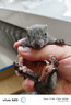 奶蘿家養松鼠活物幼崽寵物魔王黃山金花紅腹雪地松鼠活體寶寶親人宿舍 魔王幼崽(需要預定) 曬單實(shí)拍圖