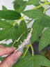 花有心柿滿鉆菱形水晶手環(huán)手串手鐲女款高級(jí)感彈力手串手鏈?zhǔn)掷K輕奢手飾品 【一顆大】超閃菱形排鉆手環(huán)-金色 曬單實(shí)拍圖