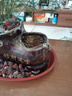 武竹子桌面陽(yáng)臺盆栽植物花卉四季播種小森林萬(wàn)年青 武竹種子30粒 曬單實(shí)拍圖