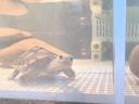 憨憨樂(lè )園 魚(yú)缸過(guò)濾材料硝化細菌屋魚(yú)池納米細菌屋底濾陶瓷濾材兩色20支 曬單實(shí)拍圖