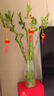【帶根富貴竹轉(zhuǎn)運(yùn)竹龍竹】招財(cái)水培植物客廳彎竹開運(yùn)竹子盆栽花卉 50-55cm轉(zhuǎn)運(yùn)竹--6支送3燈籠 曬單實(shí)拍圖