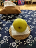 京覓 碭山青皮蜜梨 單果200g起 凈重4.5斤起 生鮮水果 源頭直發(fā)  曬單實(shí)拍圖
