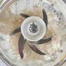 寶寶饞了大西洋真鱈魚(yú)新鮮深海生鮮兒童鱈魚(yú)塊魚(yú)類(lèi)去皮去刺享寶寶嬰兒食譜 大西洋真鱈魚(yú) 曬單實(shí)拍圖