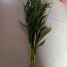 中夢大葉竹水培養(yǎng)植物花卉綠植室內(nèi)好養(yǎng)竹子富貴竹水養(yǎng)帶根鮮花發(fā)財樹 富貴竹65-75厘米10棵 曬單實拍圖