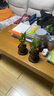富貴竹盆栽植物室內(nèi)凈化空氣綠植荷花竹辦公室桌面四季好養(yǎng)小盆栽 荷花竹+節(jié)節(jié)高升盆+圓底座【1盆】 盆口直徑約8cm 曬單實拍圖