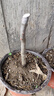 白蘭花盆栽玉蘭花樹(shù)苗帶花苞黃蘭陽(yáng)臺庭院濃香型花卉四季花卉植物 黃蘭3年苗高40-50cm 曬單實(shí)拍圖