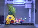 森森（SUNSUN）超白魚缸一體缸自循環(huán)客廳水族箱桌面家用懶人免換水小型金魚缸 超白HEJ250標配 帶濾材+棉 曬單實拍圖