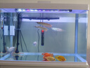 樂(lè )淘逸寵銀龍魚(yú)活體大中型熱帶觀(guān)賞魚(yú)魚(yú)缸寵物淡水風(fēng)水魚(yú)發(fā)財魚(yú)金龍魚(yú) 50-60cm魚(yú)缸套餐C發(fā)順豐 曬單實(shí)拍圖