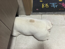 麥富迪狗糧 乖寶樂(lè)狗糧成犬通用均衡營(yíng)養(yǎng)（牛肉蛋黃）10kg/20斤 曬單實(shí)拍圖