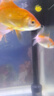 YEE魚缸三合一水泵上過濾增氧抽水過濾系統(tǒng)頂濾外置濾盒循環(huán)潛水泵 15W【吸盤+夾片式】裸泵/適合50-60cm魚缸 曬單實(shí)拍圖