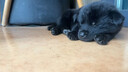 中牧四聯(lián)犬疫苗狗狗幼犬套餐針小狗疫苗四聯(lián)幼犬狗狗疫苗全套自打狂犬 【幼犬首次】四聯(lián)3針+狂犬1針 曬單實拍圖