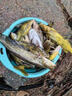 釣魚(yú)餌料野釣通殺全能腥香專(zhuān)攻黑坑小溪鯉魚(yú)鯽魚(yú)羅非黃辣丁綜合餌 一包【單開(kāi)無(wú)敵】 曬單實(shí)拍圖