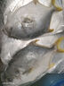 翔泰海南深海金鯧魚(yú)700g 2條 燒烤 火鍋 生鮮魚(yú)類(lèi) BAP認證 海鮮水產(chǎn) 曬單實(shí)拍圖